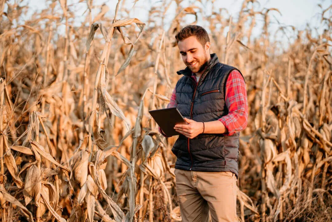 Landwirt mit Tablet in einem Maisfeld